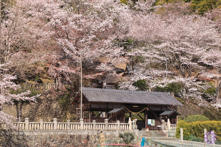 神根神社 桜